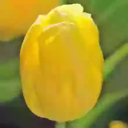 Early Single Tulips